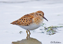 Calidris minutilla